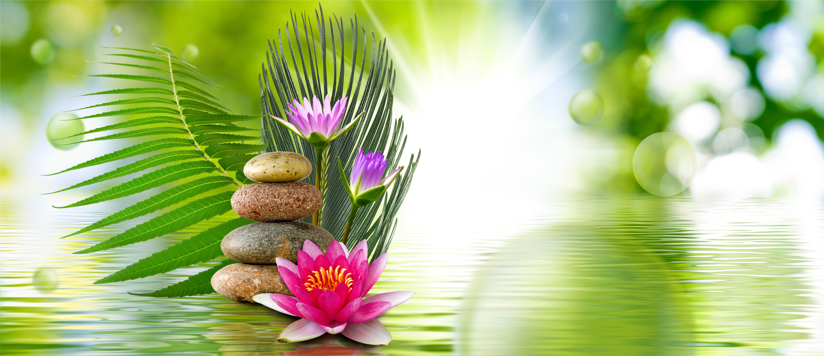 lotus flower and stones on water